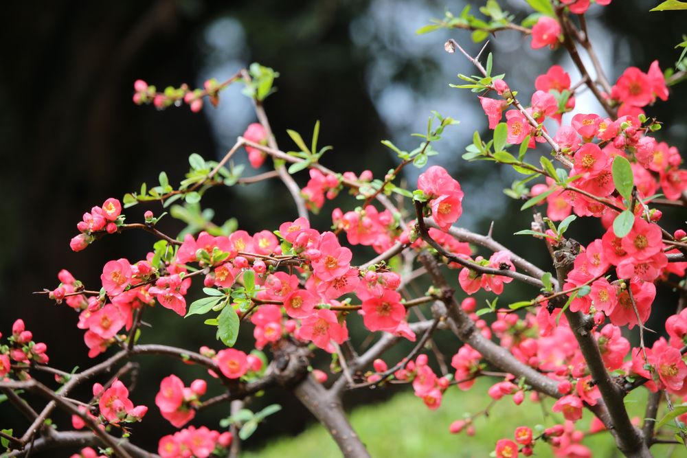 写真：ボケ（バラ科）