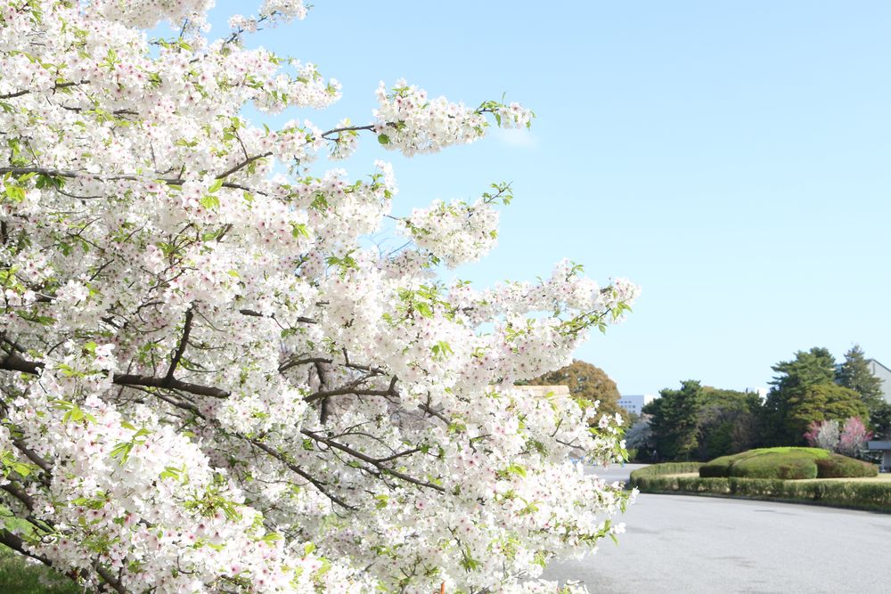 写真：桜の島周辺