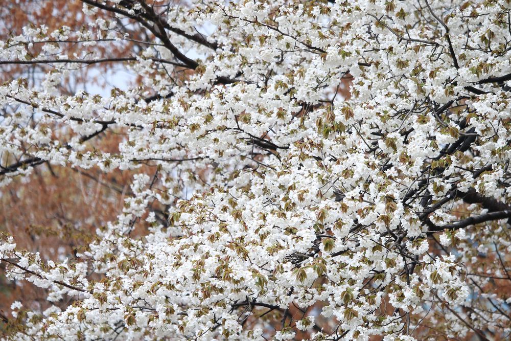 写真：オオシマザクラ（バラ科）