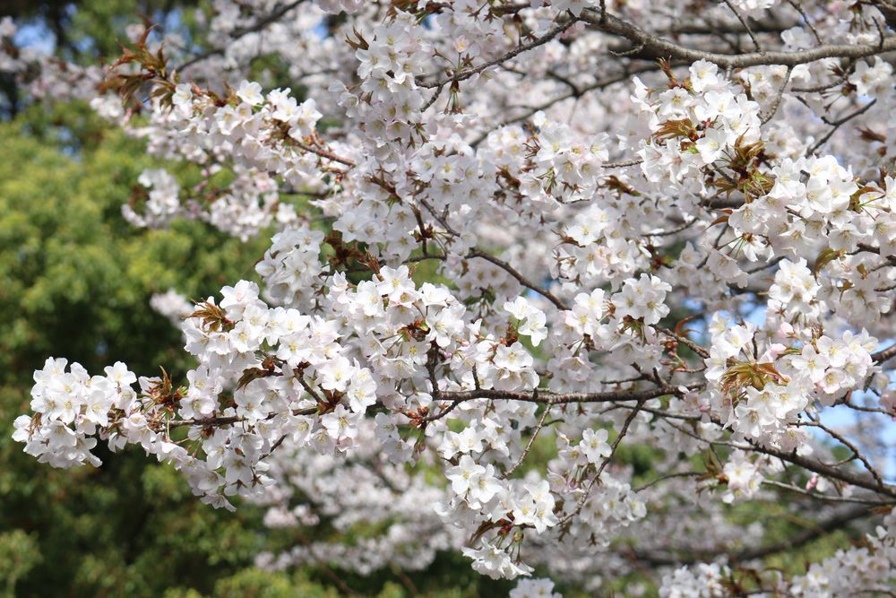 写真：ヤマザクラ（バラ科）