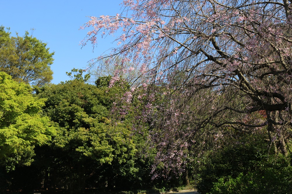 写真：ヤエベニシダレ（バラ科）