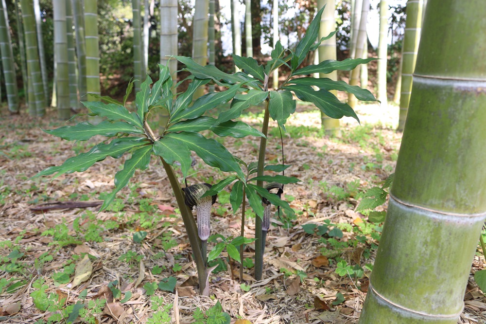 写真：ウラシマソウ（サトイモ科）