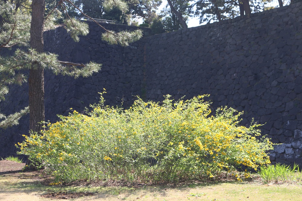 写真：ヤマブキ（バラ科）