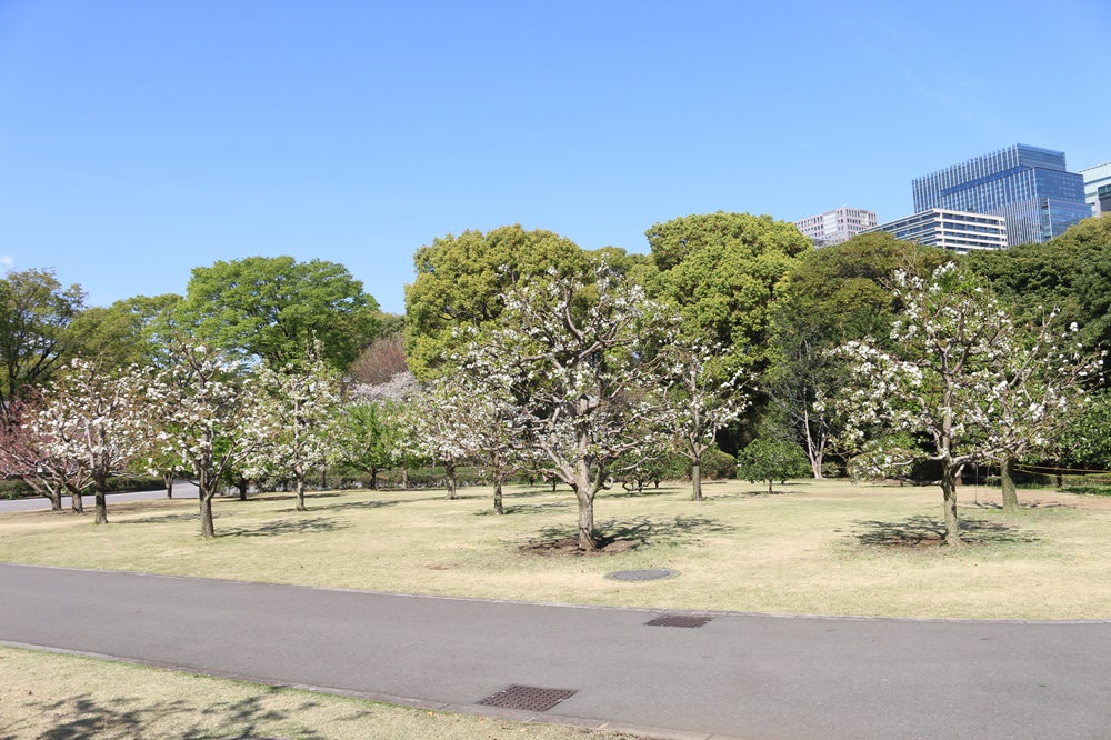 写真：果樹古品種園のニホンナシ