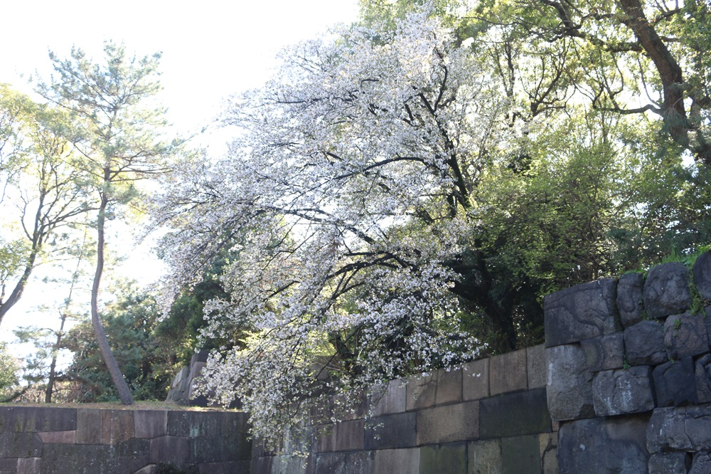 写真：ヤマザクラ（バラ科）