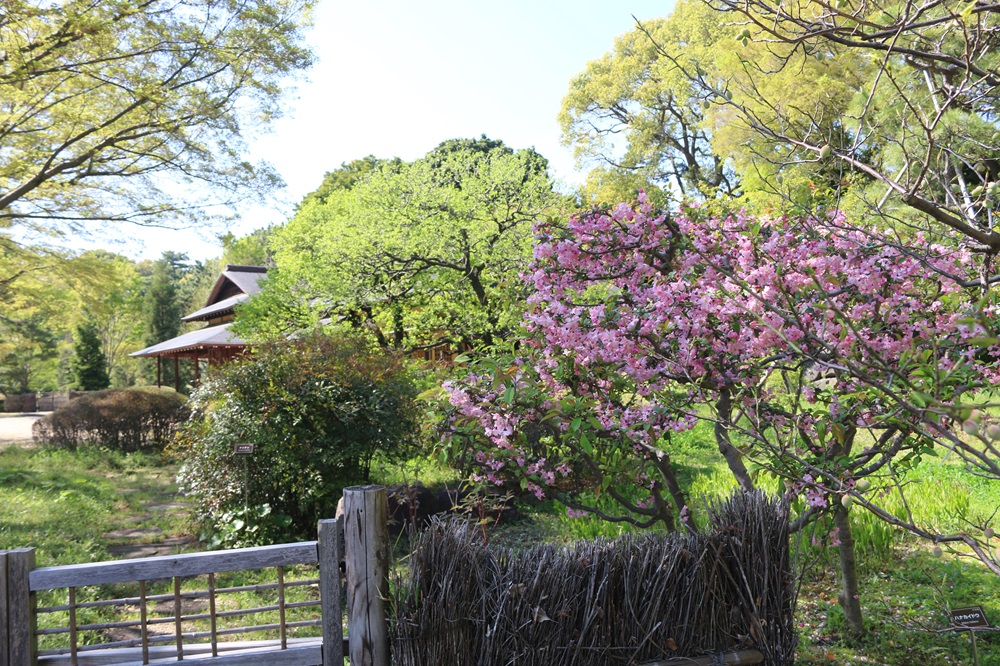 写真：ハナカイドウ（バラ科）