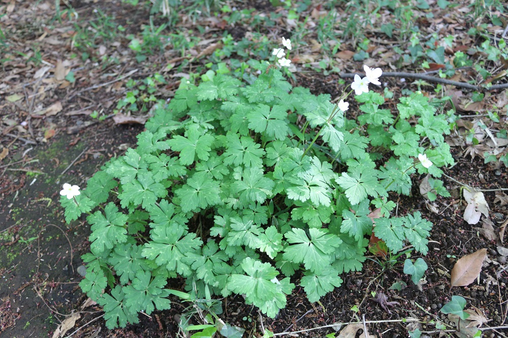 写真：ニリンソウ（バラ科）