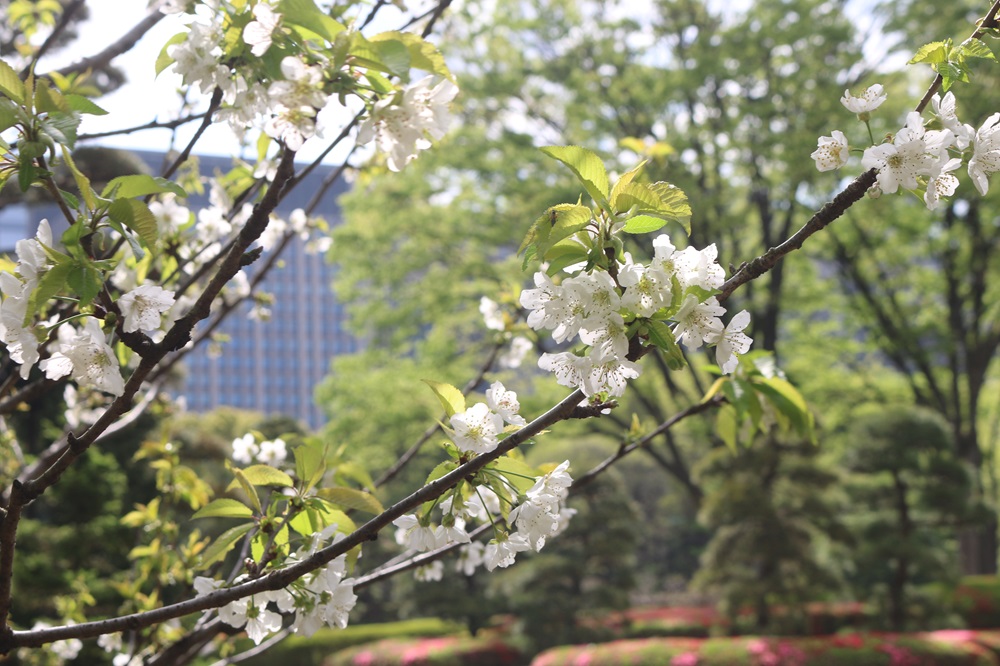 お写真：セイヨウミザクラ（バラ科）