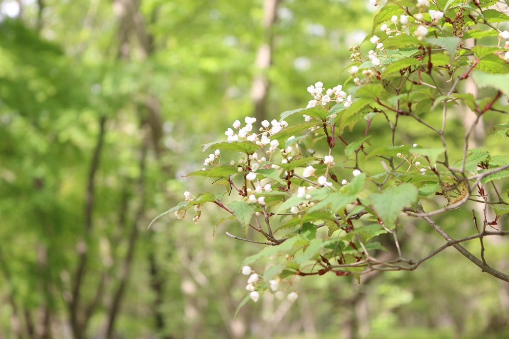 お写真：オトコヨウゾメ（ガマズミ科）