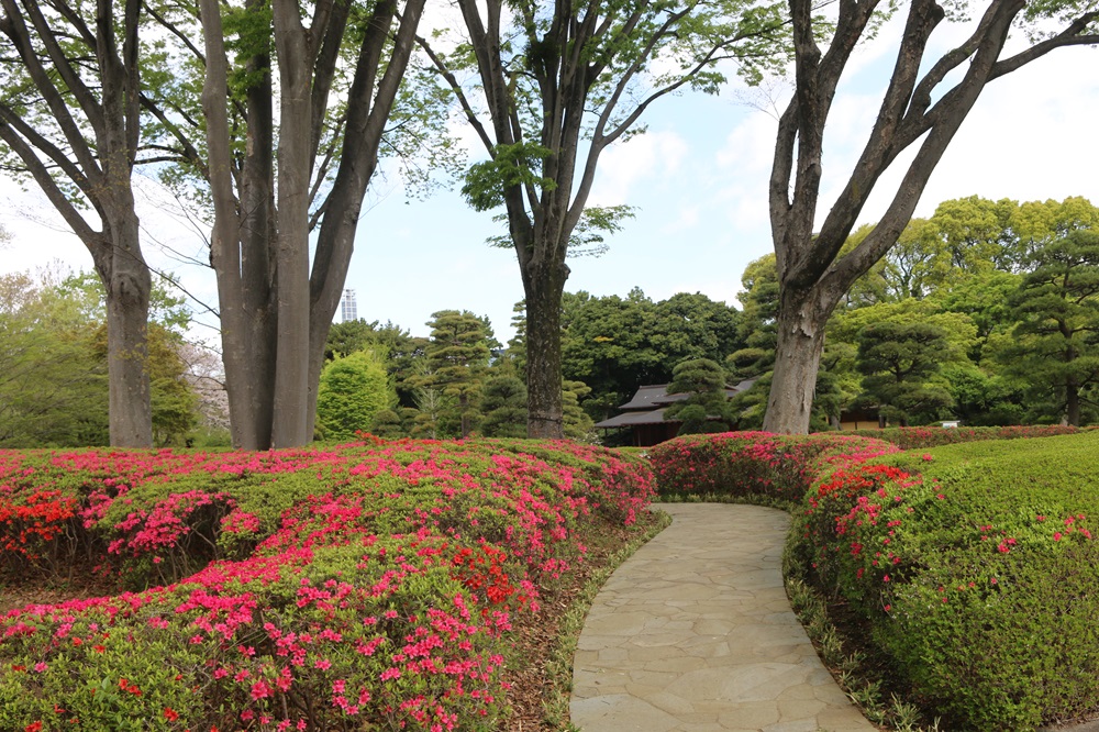 お写真：二の丸ケヤキの島のクルメツツジ