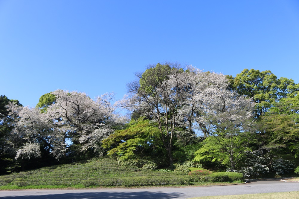 お写真：茶畑周辺のショウワザクラ