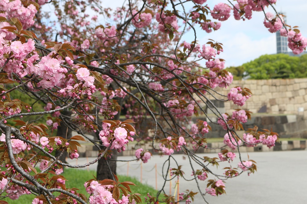 お写真：サトザクラ(関山)（バラ科）