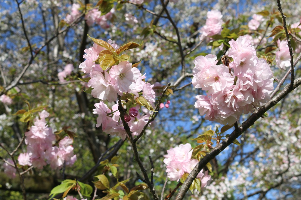 お写真：サトザクラ(東錦)（バラ科）