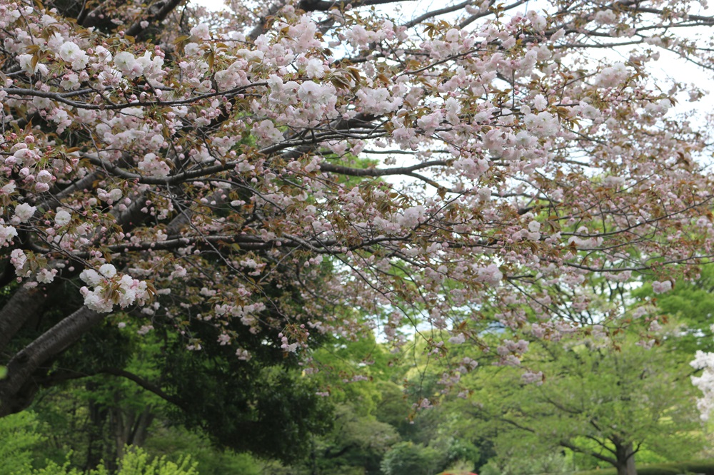 お写真：サトザクラ(普賢象)（バラ科）