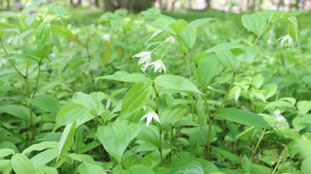 写真：チゴユリ（イヌサフラン科）