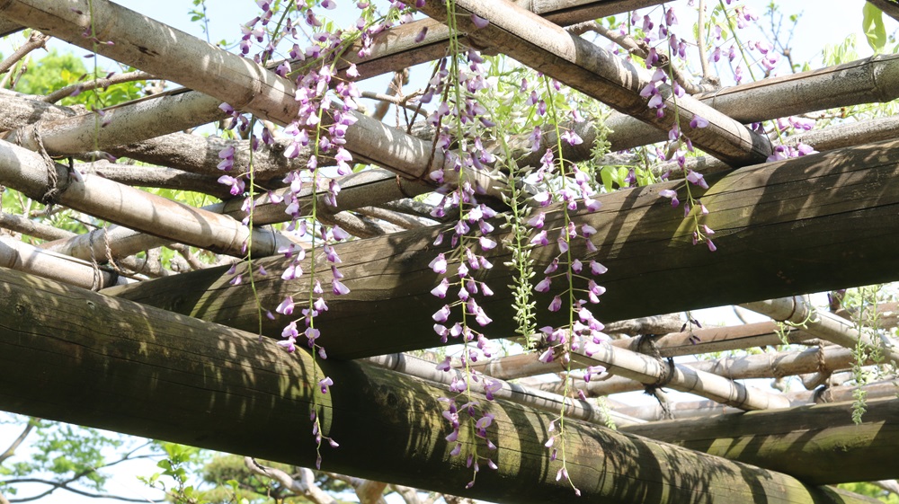 写真：フジ（マメ科）