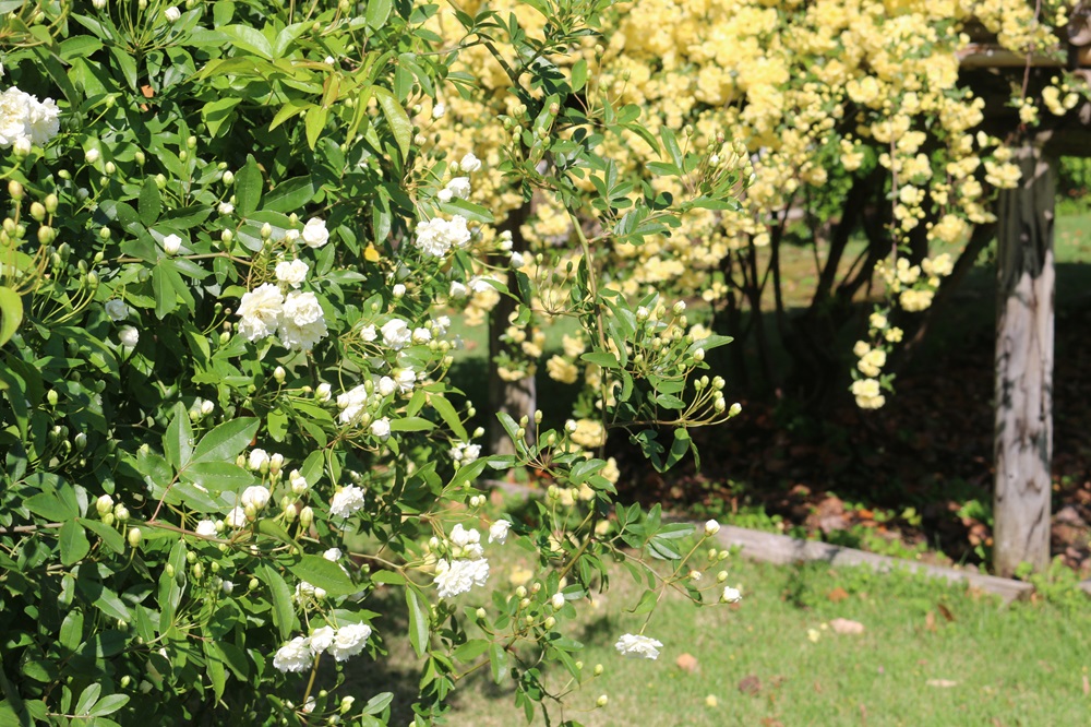 写真：本丸バラ園のモッコウバラ