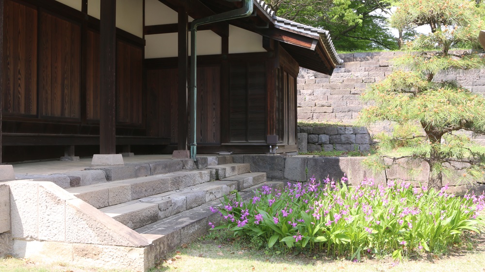 写真：シラン（ラン科）