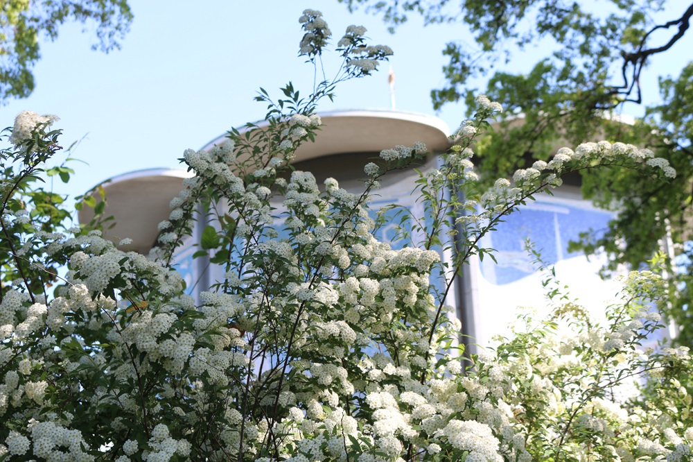 写真：コデマリ（バラ科）