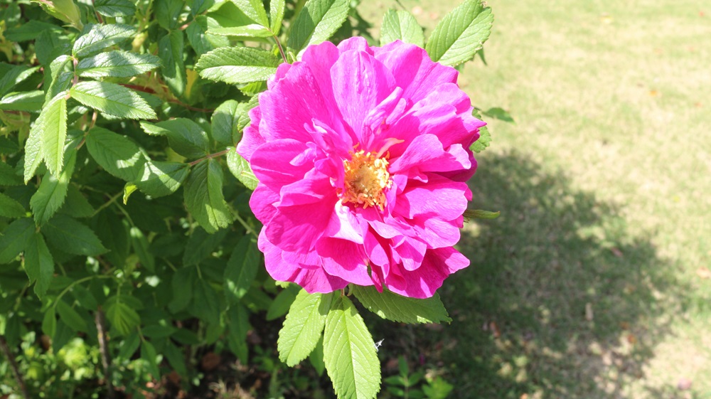 写真：マイカイ（バラ科）