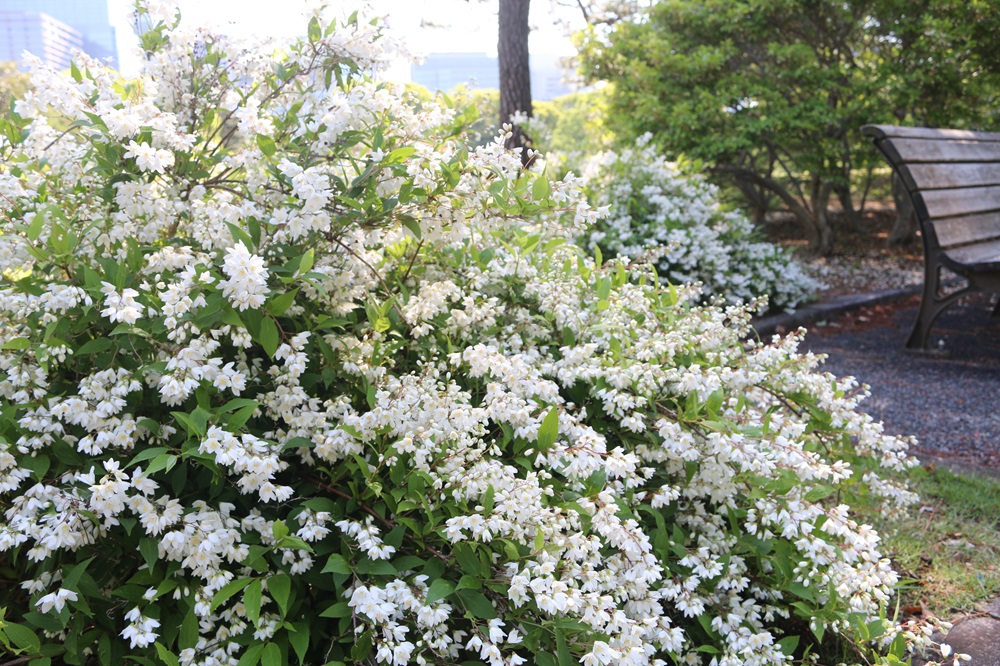写真：ヒメウツギ（アジサイ科）