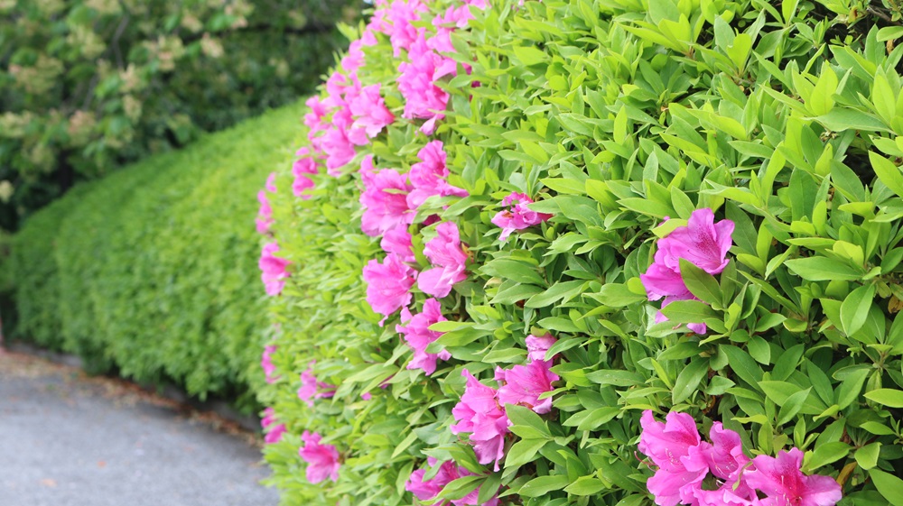 写真：オオムラサキ（ツツジ科）