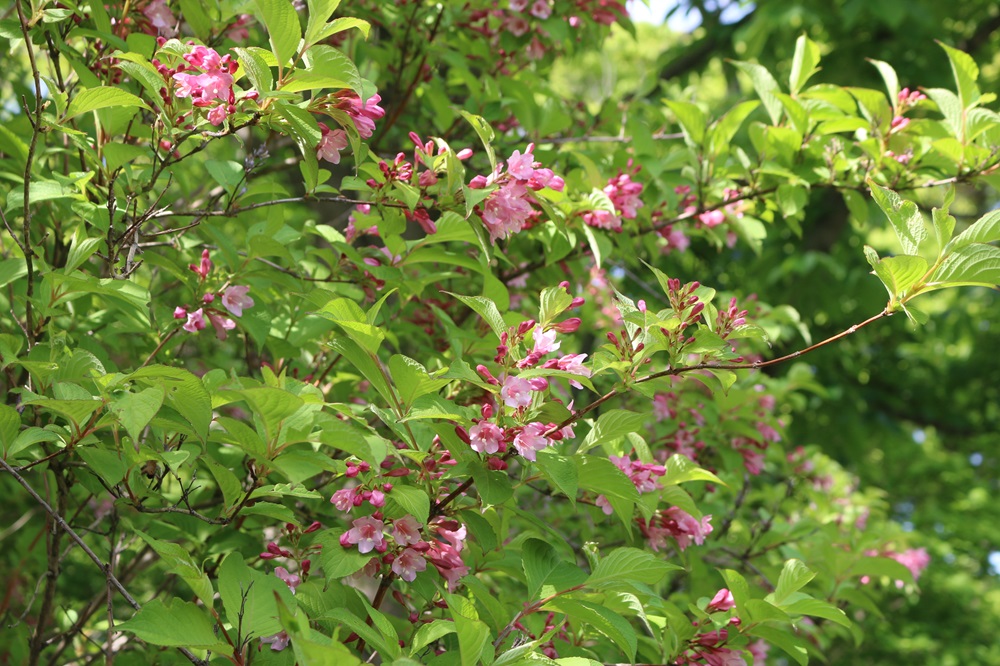お写真：タニウツギ（スイカズラ科）