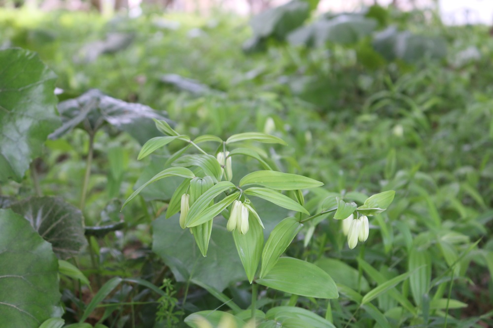 お写真：ホウチャクソウ（イヌサフラン科）
