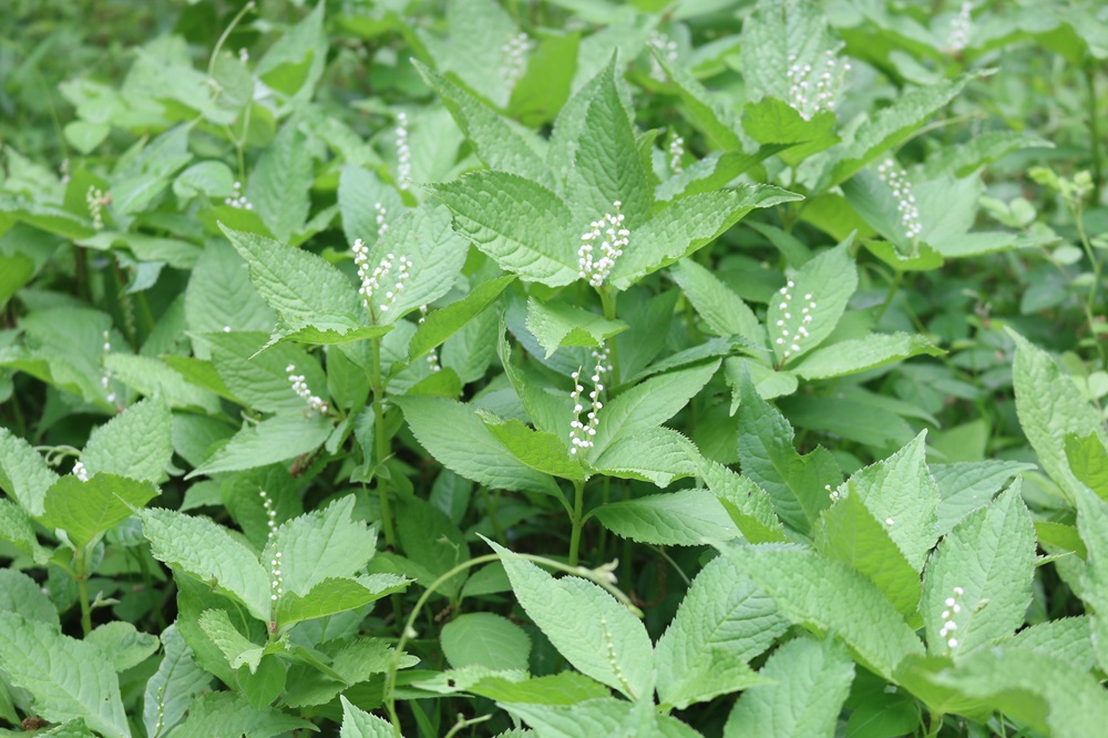 お写真：フタリシズカ（センリョウ科）