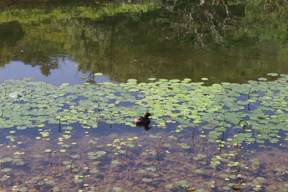 写真：二の丸池を泳ぐカイツブリ