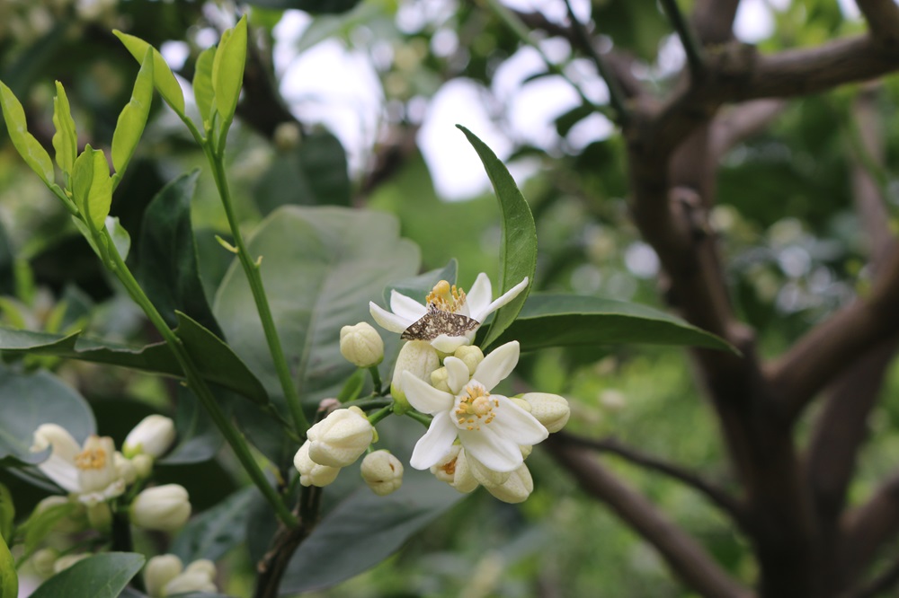 お写真：果樹古品種園のカンキツ（クネンボ）