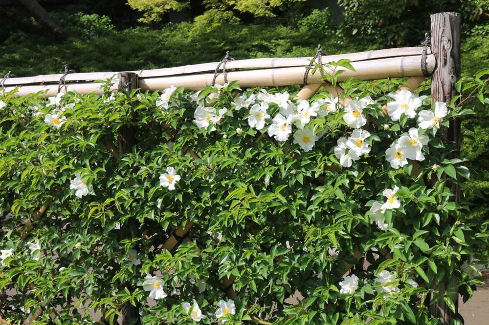 写真：ナニワイバラ（バラ科）