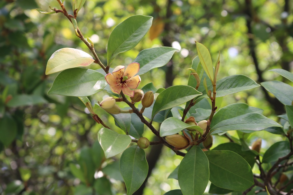 お写真：カラタネオガタマ（モクレン科）