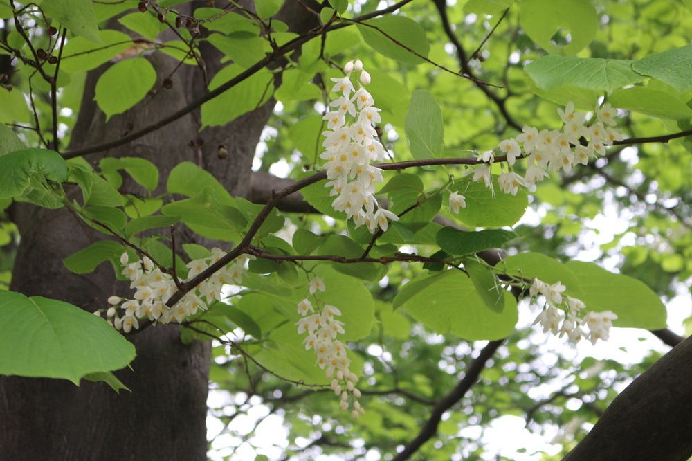 お写真：ハクウンボク（エゴノキ科）