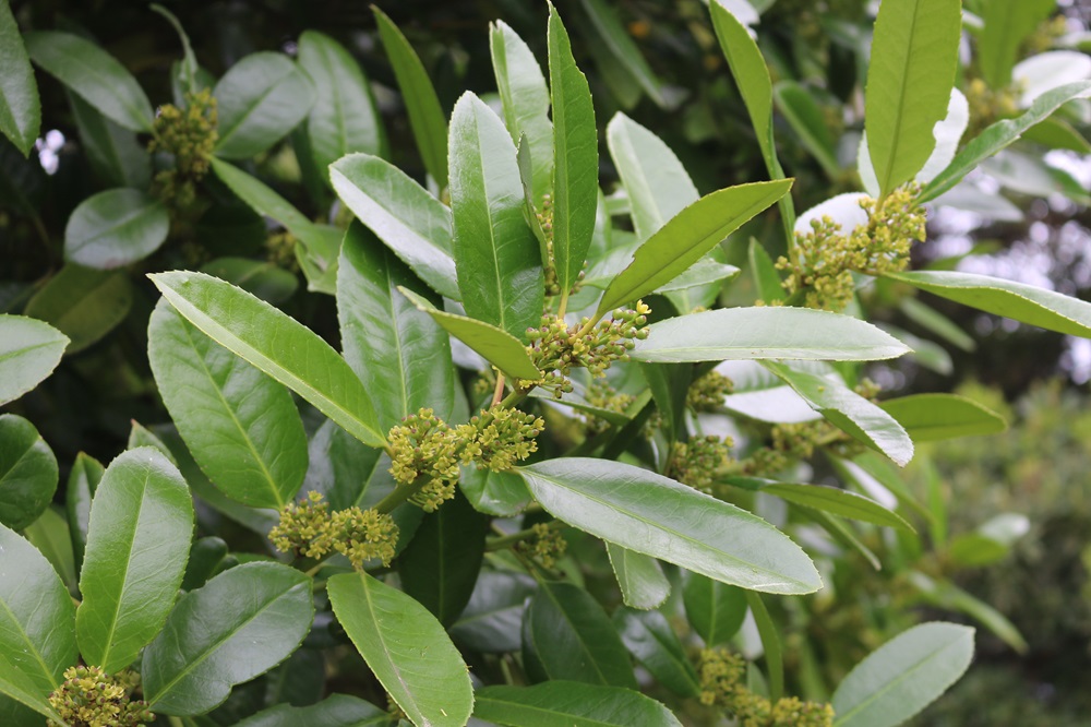 お写真：タラヨウ（モチノキ科）