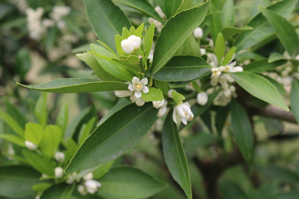 お写真：カンキツ(紀州ミカン)（ミカン科）