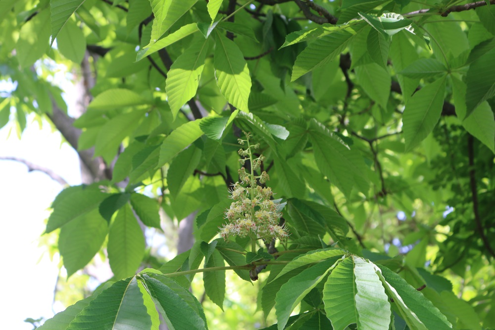 お写真：トチノキ（ムクロジ科）