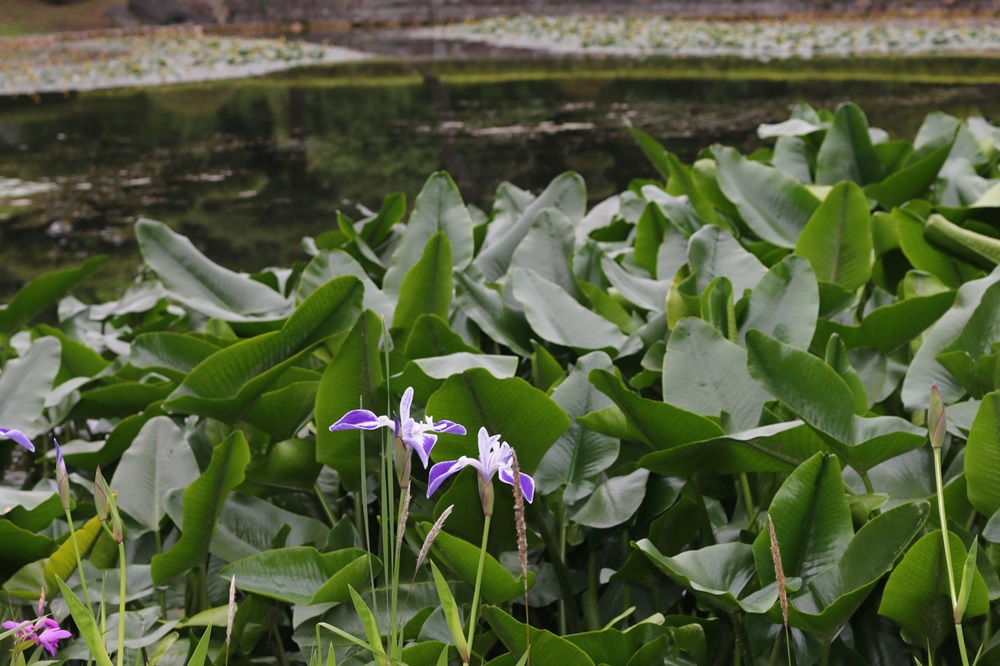 写真：二の丸池南側のカキツバタ（鷲の尾）