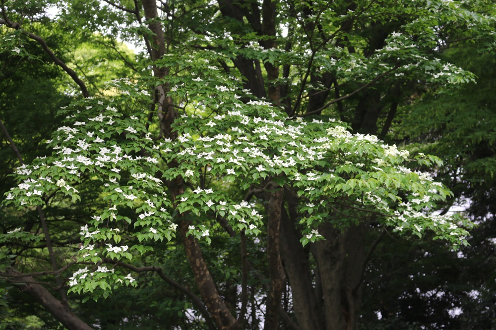 写真：二の丸庭園のヤマボウシ