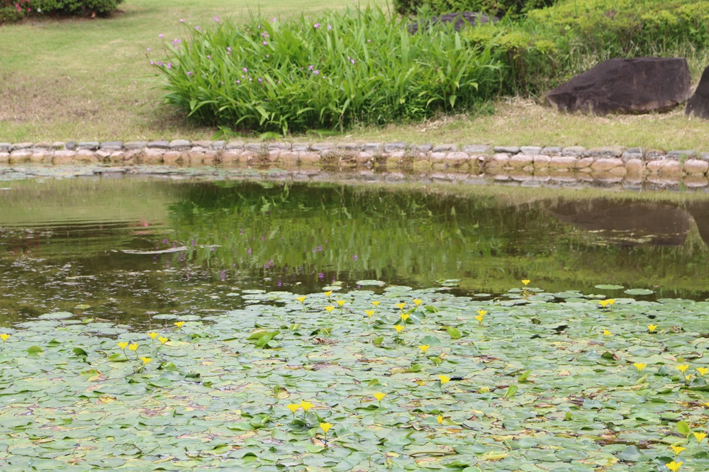 お写真：二の丸池のアサザ