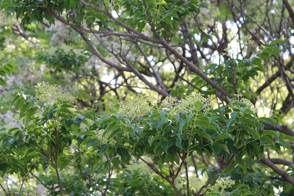 お写真：ゴンズイ（ミツバウツギ科）