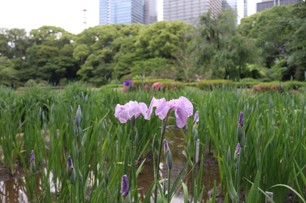 写真：菖蒲田のハナショウブ