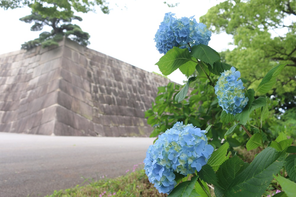 写真：アジサイと天守台
