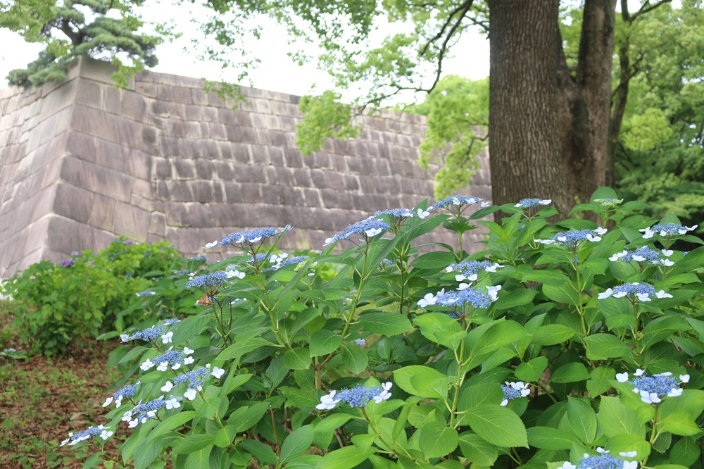 お写真：北桔橋門周辺のガクアジサイ