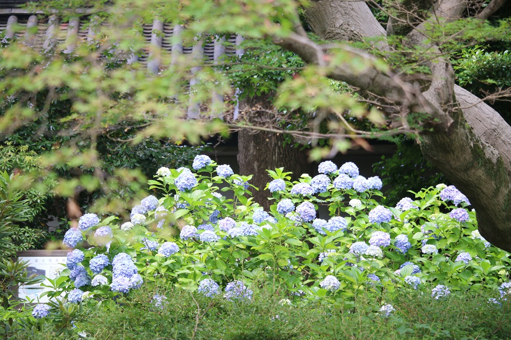 写真：富士見多聞周辺のアジサイ