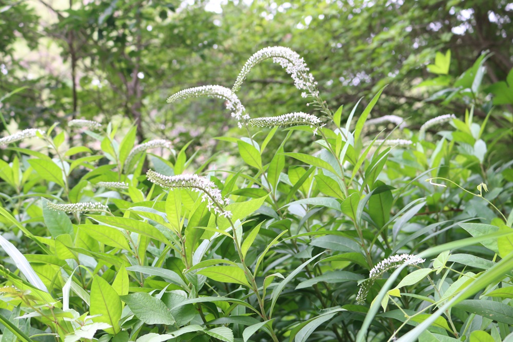 写真：オカトラノオ（サクラソウ科）