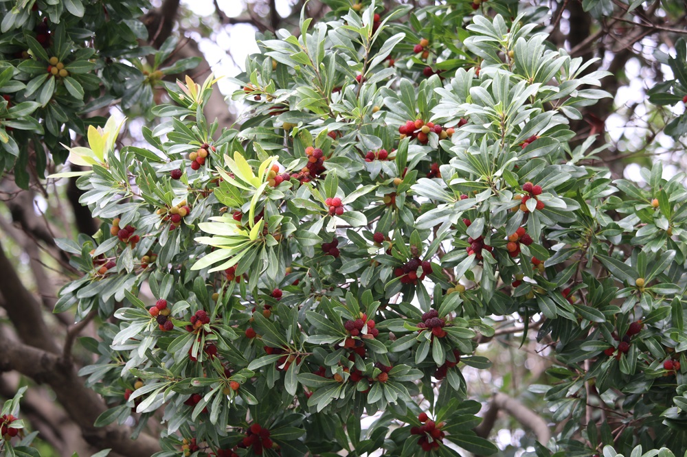 写真：ヤマモモ（実）（ヤマモモ科）