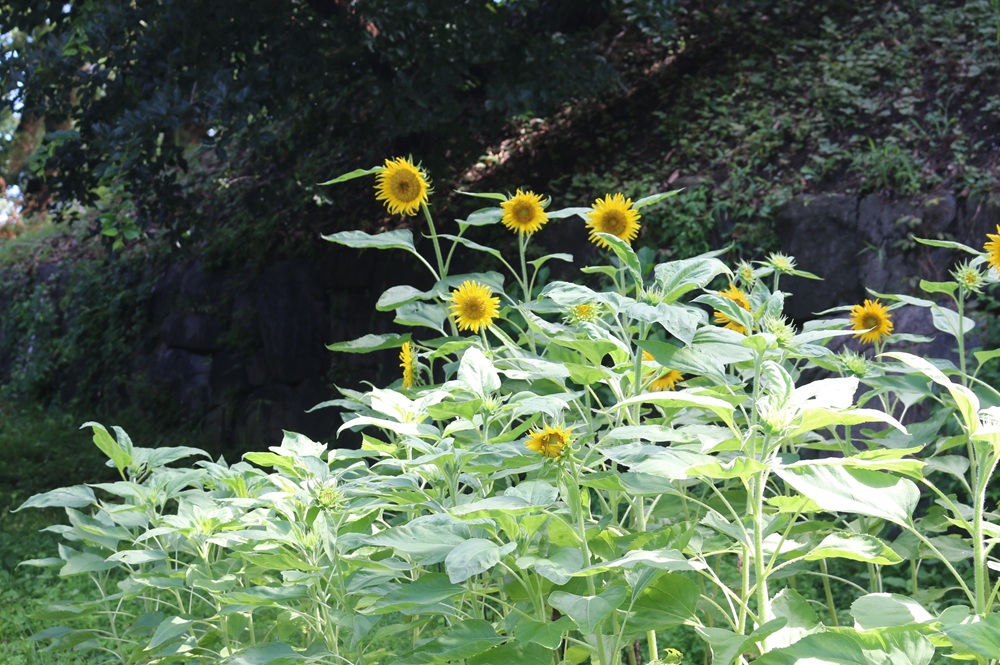 お写真：ヒマワリ（はるかのひまわり）（キク科）
