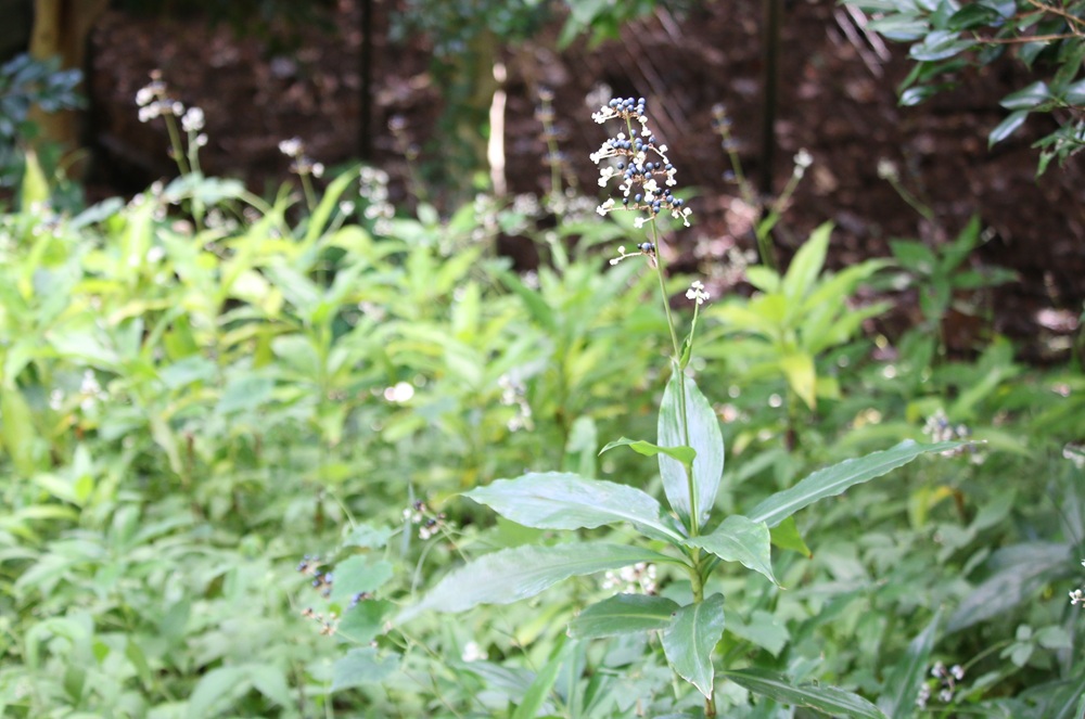 写真：ヤブミョウガ（実・花）（ツユクサ科）