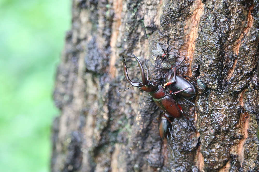 写真：二の丸雑木林のノコギリクワガタ